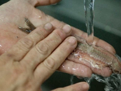 mano che pulisce il pesce azzurro