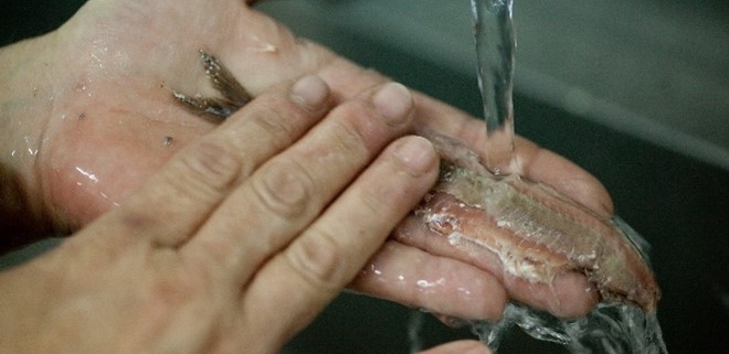mano che pulisce il pesce azzurro