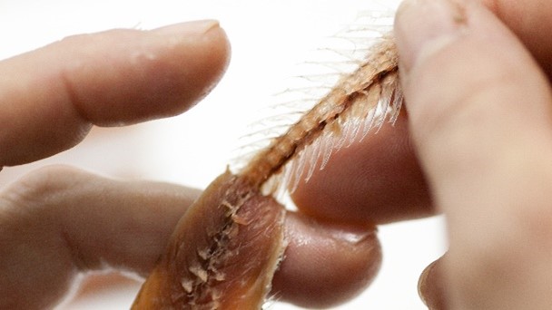 sfilettare pesce azzurro